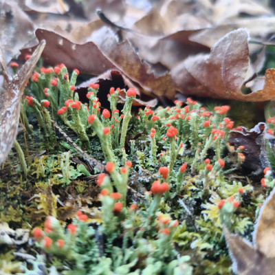 Kellacey Falls Noise